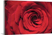 Red Rose Detail