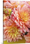 Spring Garden I