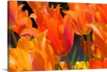 Tulip Field I
