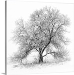 A black and white image of an old Black Willow standing alone in a blizzard