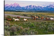 A herd of horses runs in front of the Grand Teton mountain range in rural Wyoming