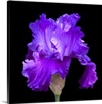 A purple iris against a black backdrop highlights its beauty