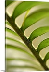 Abstract leaf pattern