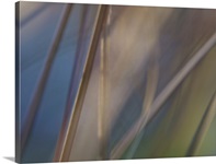 Abstract of leather leaf sedge (Carex buchanii) leaves in sunlight.