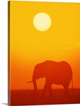 African elephant walking at sunset , Kenya , Africa