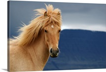 An icelandic Horse waiting for the rain to come watching the dark skies.