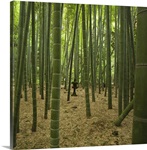 Ancient bamboo grove with  stone lantern, Kamakura, Kanagawa, Japan.