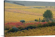 Autumn landscape, Provence, France