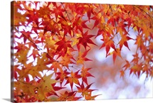 Autumn leaves of Japanese maple, Kyoto.