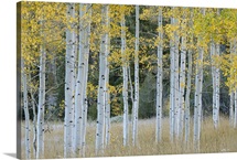 Autumn leaves on trees in forest