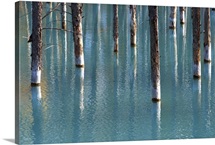Autumn tree in blue pond.