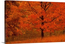 Autumn tree with red foliage