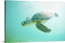 Baby green sea turtle underwater in Akumal, Mexico.