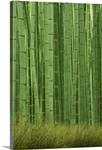 Bamboo forest, Sagano, Kyoto City, Japan, November 2006