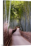 Bamboo grove in Arashiyama, Kyoto, Japan.