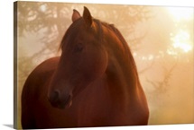 Bay horse in fog at sunrise.