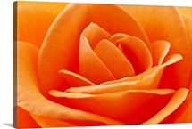 Beautifully detailed orange rose close up