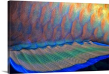 Bigeye Priacanthus hamrur, close-up of fin