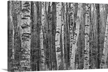 Birches stand clustered on Savoy Mountain near Tannery Falls.