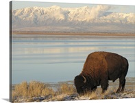 Bison grazing in winter on Antelope Island in Great Salt Lake.