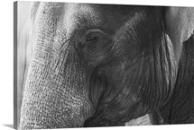 Black and White Elephant portrait