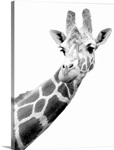 Black and white portrait of a giraffe