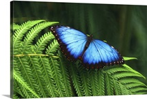 Blue butterfly