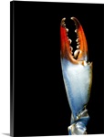 Blue crab claw, detail
