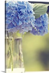 Blue hydrangea flowers soft, ethereal, offset in glass vase, delicate, astanse.