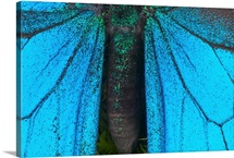 Blue mountain swallowtail (Papilio ulysses) wings and abdomen, detail