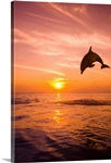 Bottle-nosed Dolphin jumping, Roatan, Honduras