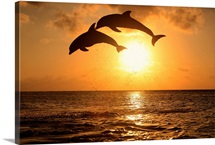 Bottle-nosed dolphins leaping in front of a sunset