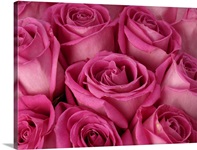 Bright pink roses