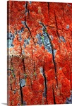 Bright redlichen growing on tree bark