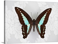 Butterfly on wallpaper background