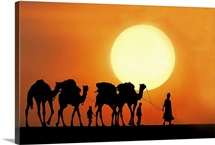 Camel ride at sunset.