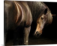 Canadian horse looking at camera.