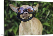 Chihuahua wearing goggles