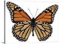 close-up of a plexippus danaus butterfly
