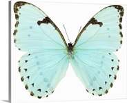 Close-up of a white butterfly
