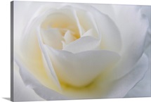 Close-up of a white rose