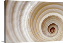 Close-up of an animal shell