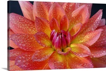 Close up of center of orange dahlia, with water drops on petals