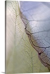 Close-up of dried leaves