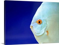 Close up of fish.