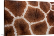 Close up of Giraffes Skin
