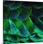 Close up of iridescent peacock feathers at zoo.