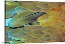 Close up of Macaw feathers