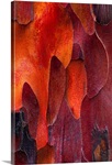 Close-up of Pacific Yew Bark
