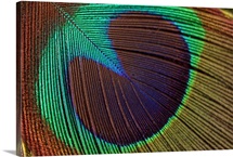 Close up of Peacock feather